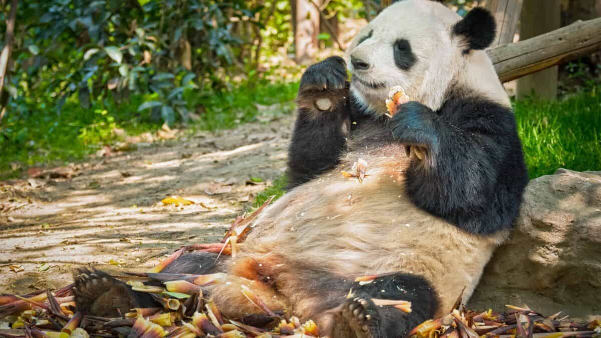 Giant Panda spotted