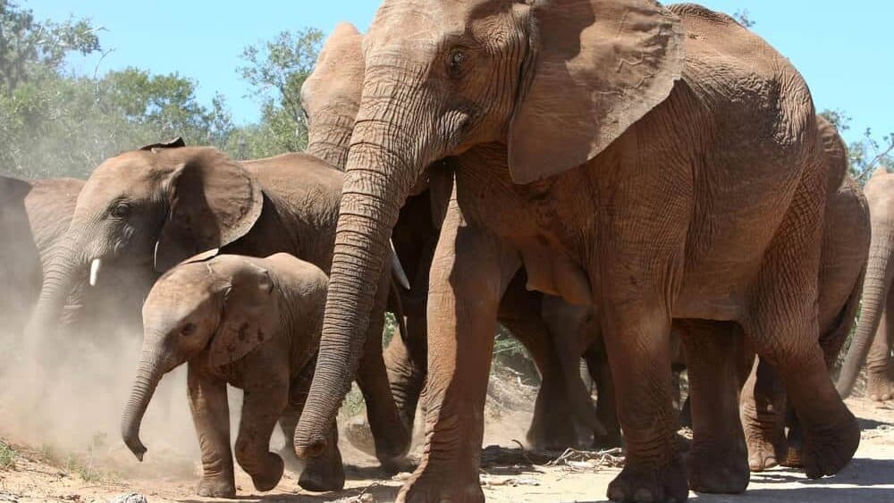 African Elephants