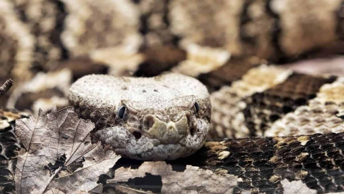 timber rattlesnake