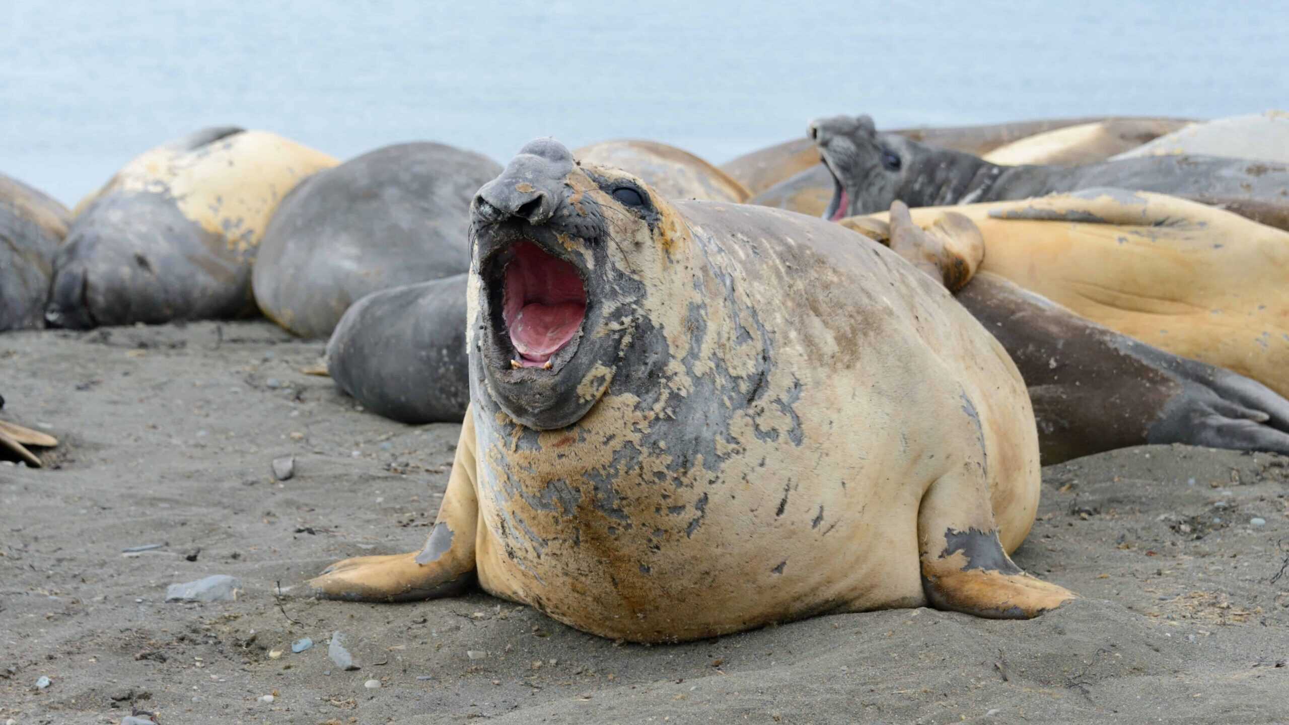 elephant seal
