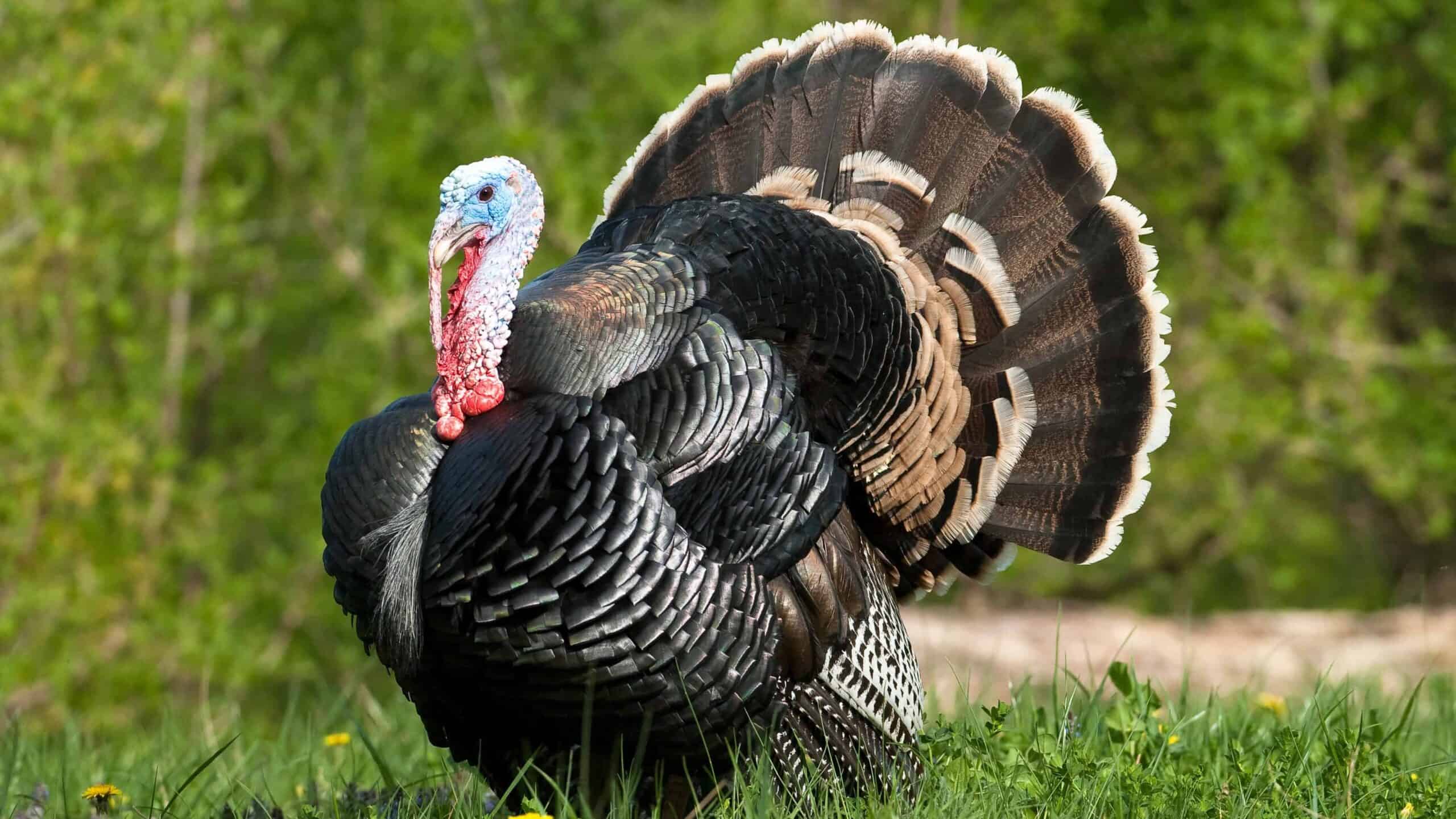 Wild turkey