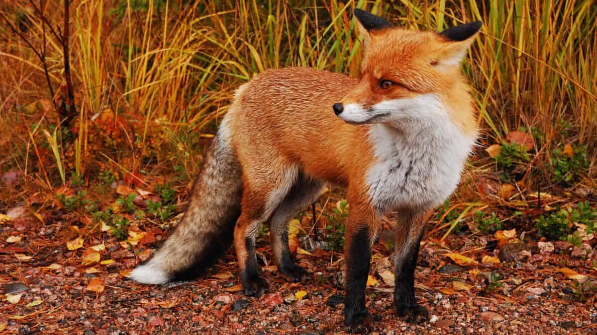 Wild red fox