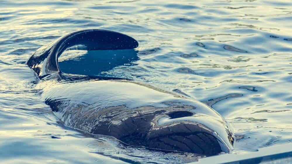 Detail of orca - the killer whale - swimming in large pool. Animal in captivity