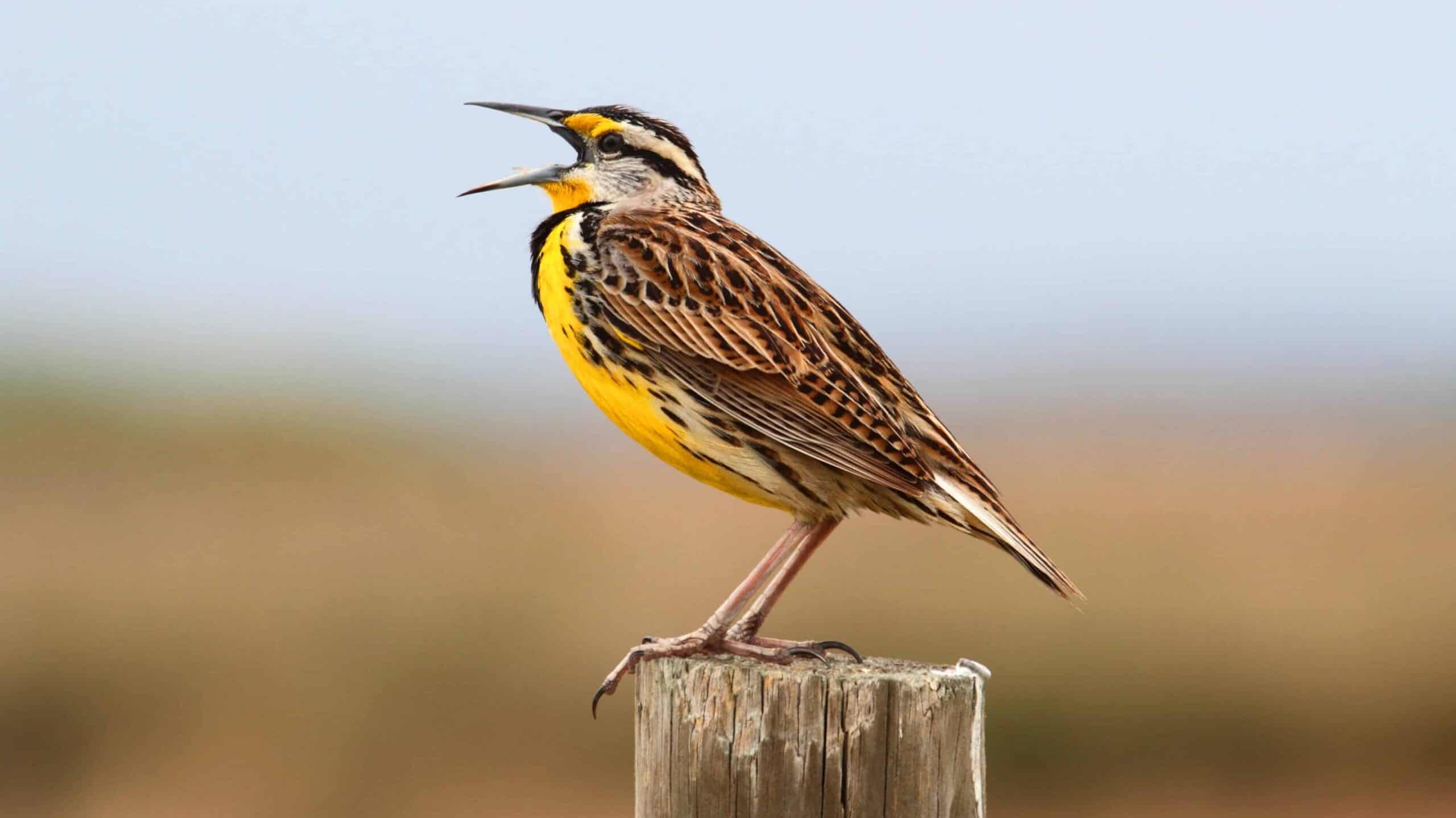 Western Meadowlark