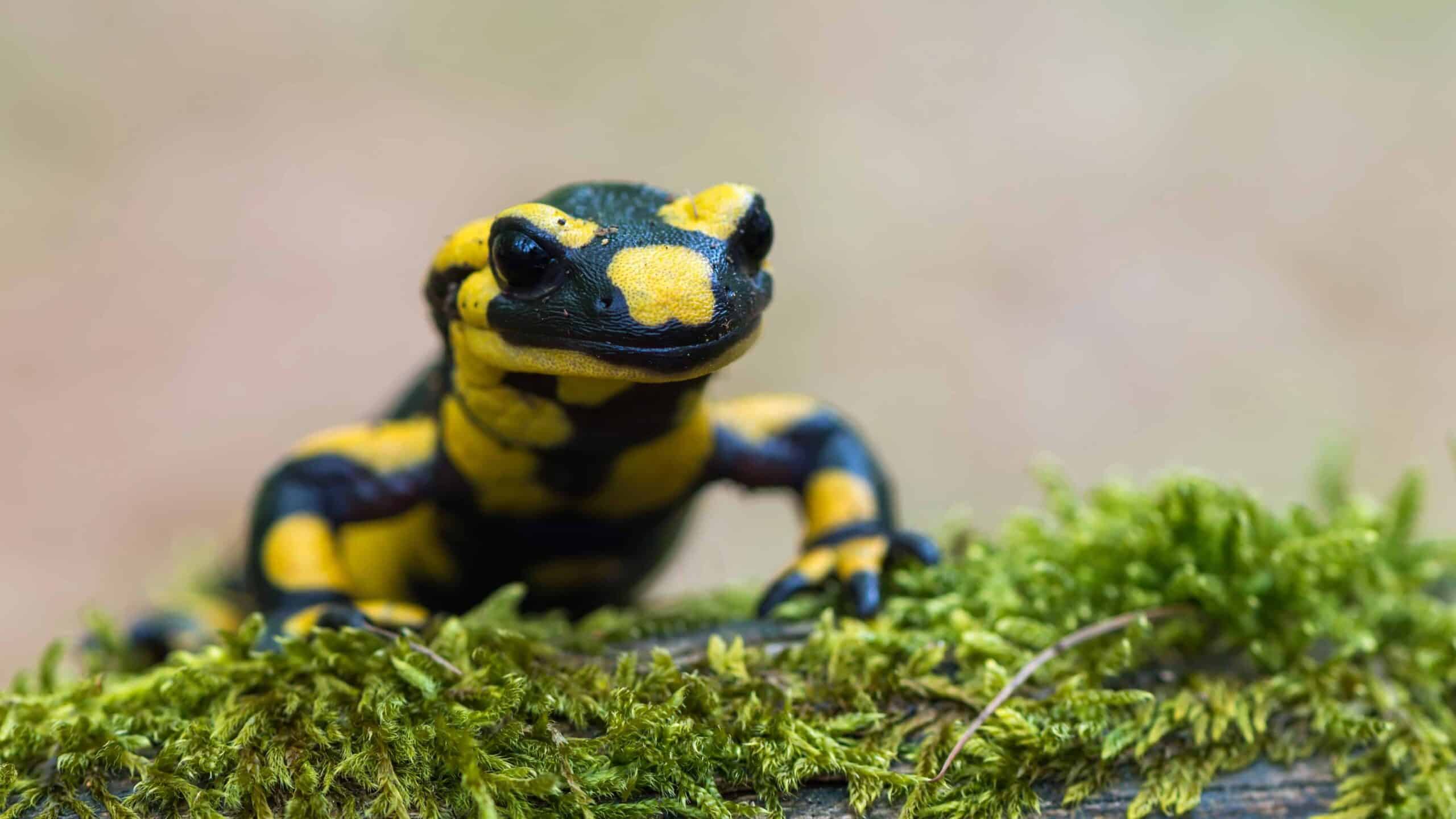 Spotted salamander