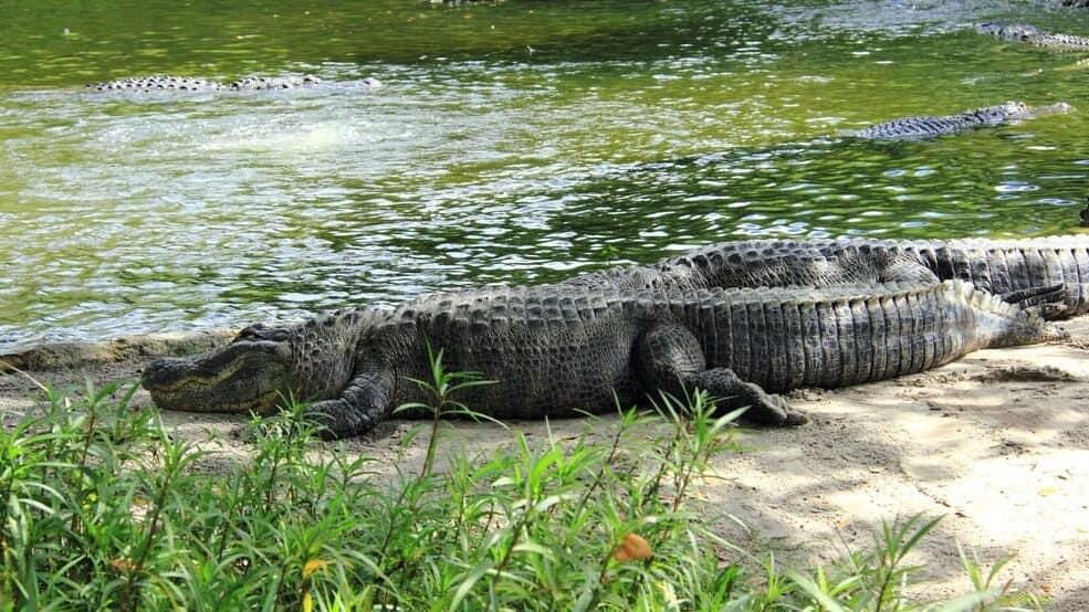 American alligator basking in the sun by the waters edge