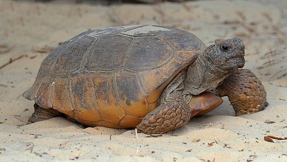 Gopher tortoise.