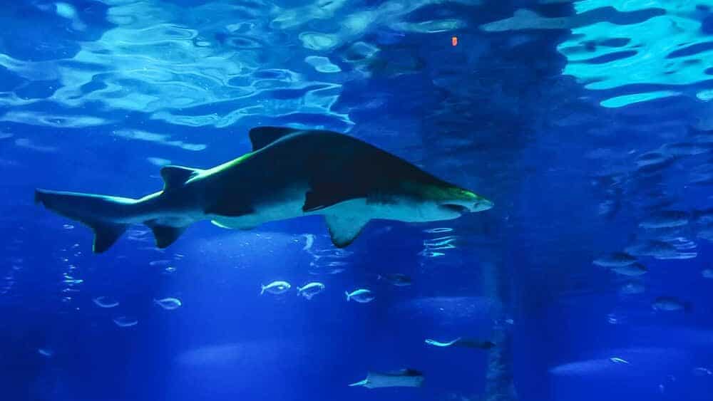 Bull shark in an aquarium surrounded by small tropical fishes