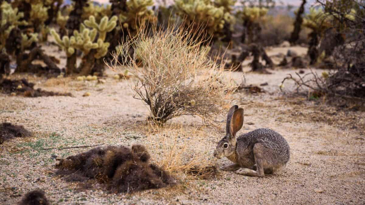 Black-tailed Jackrabbit