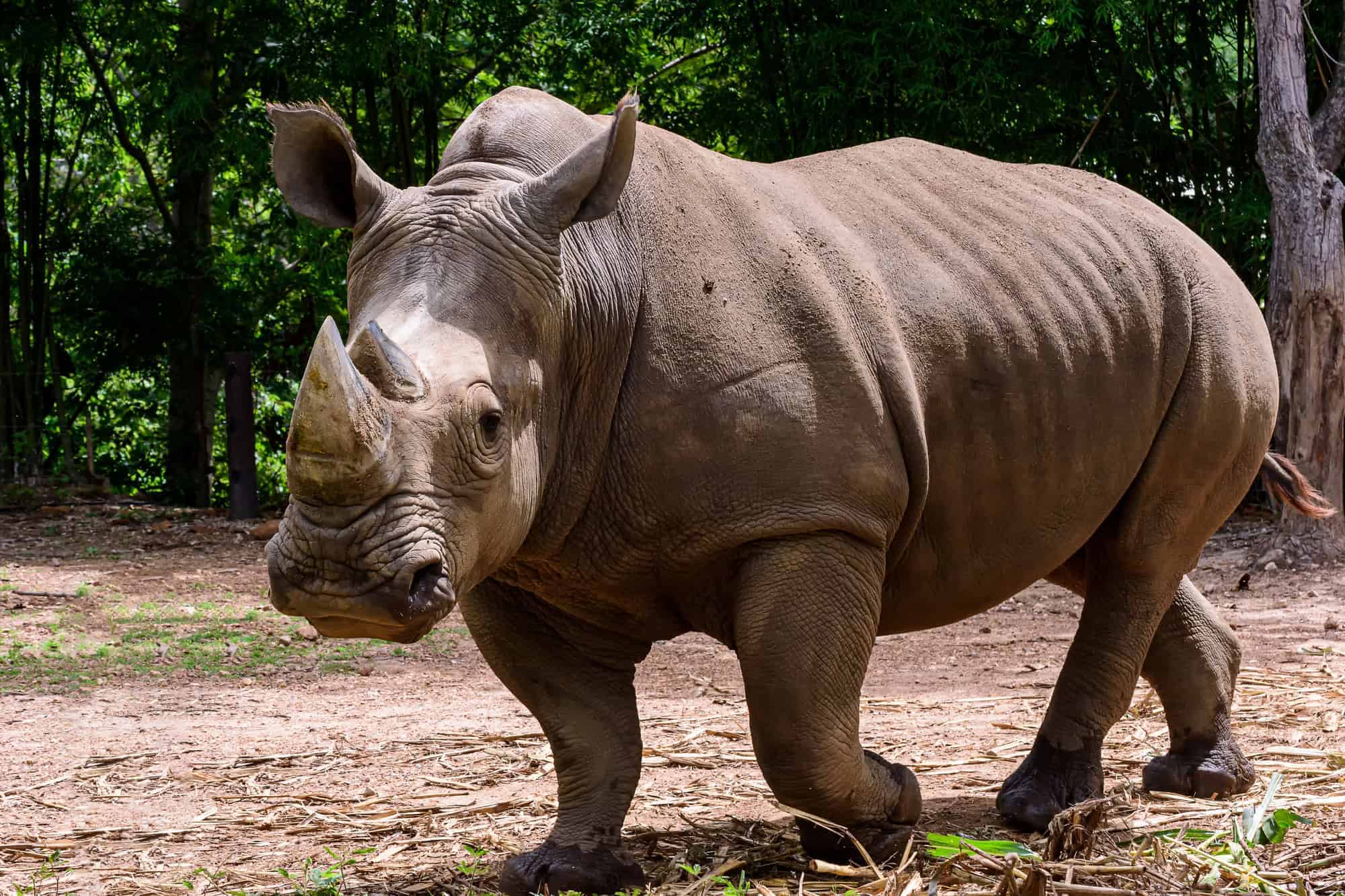 Rhinoceros is a large mammals.