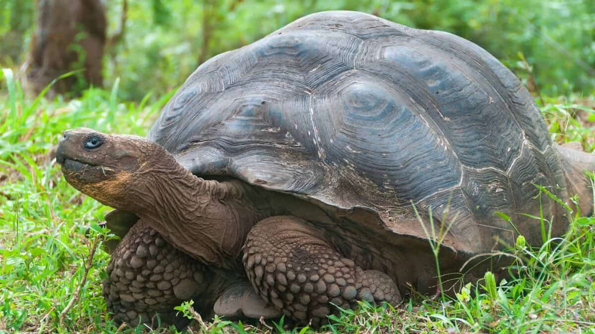 Giant tortoise