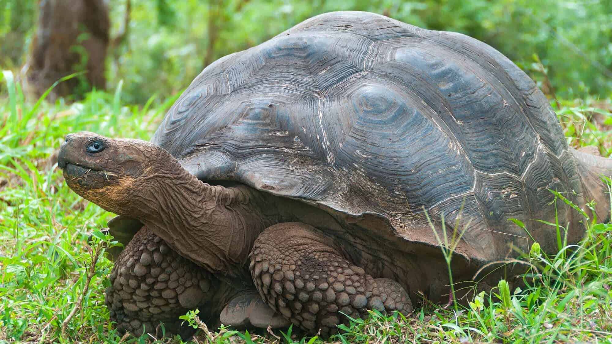 Giant tortoise