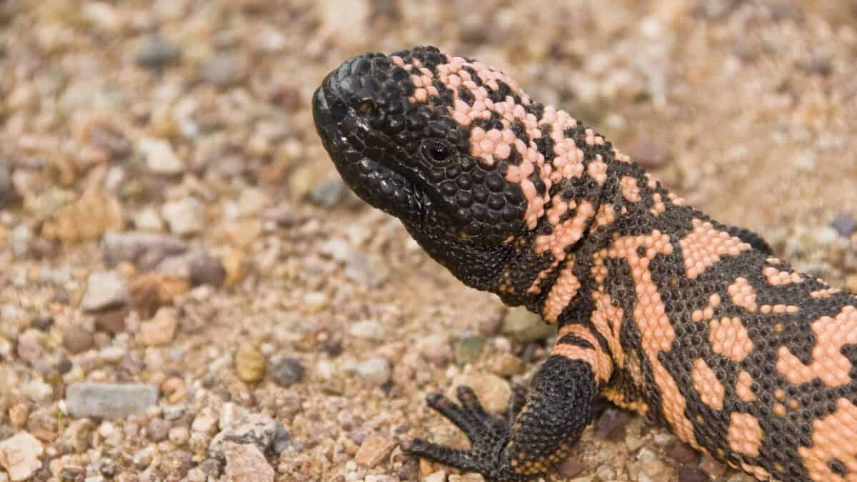 Gila monster