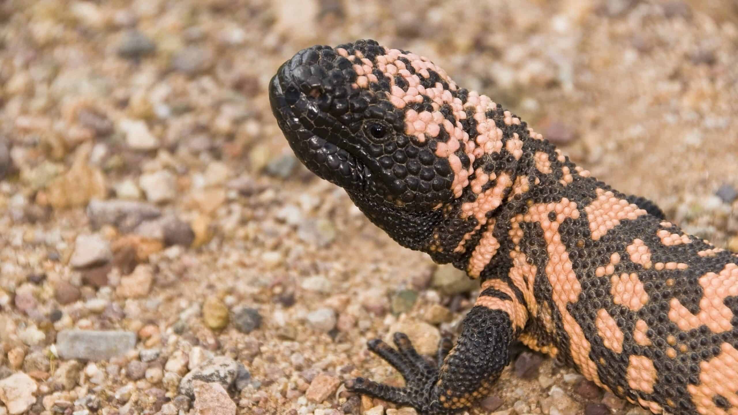 Gila monster
