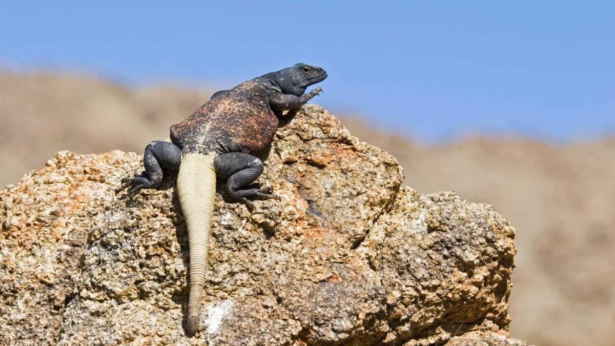 Chuckwalla