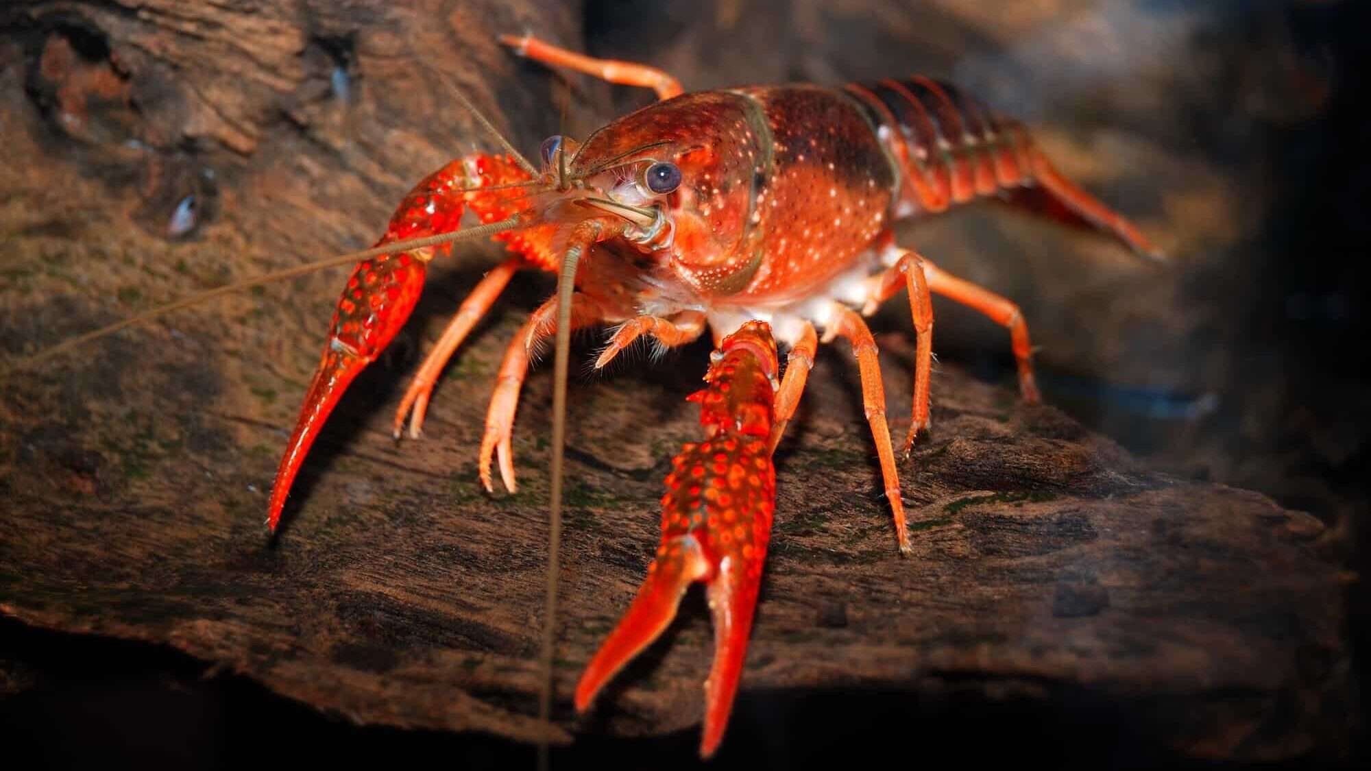 crawfish / crayfish