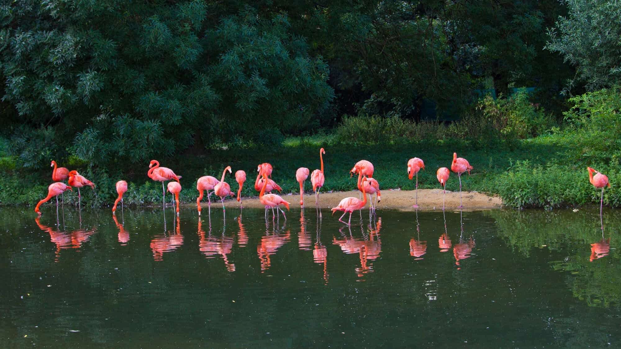 flamingos in zoo
