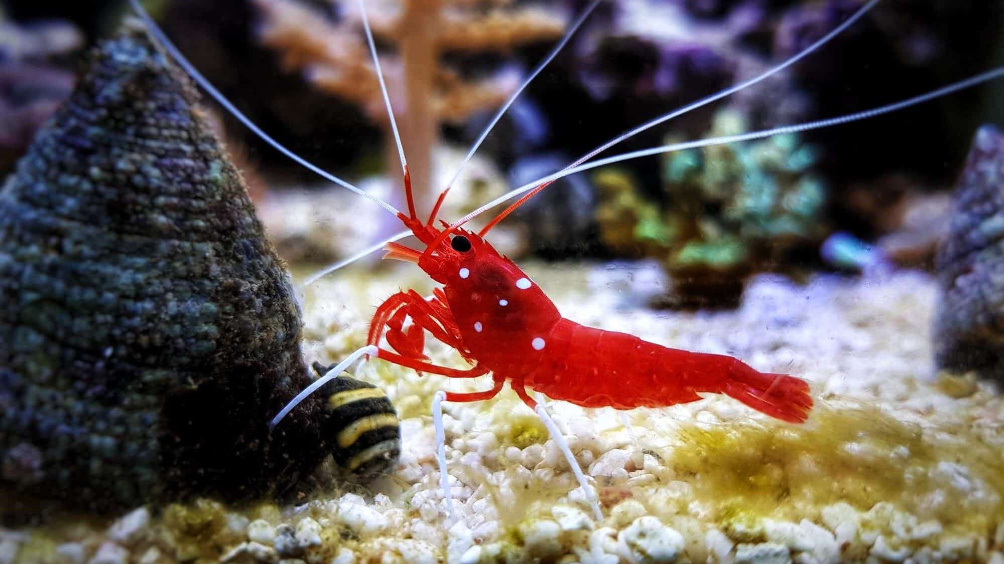 pistol shrimp