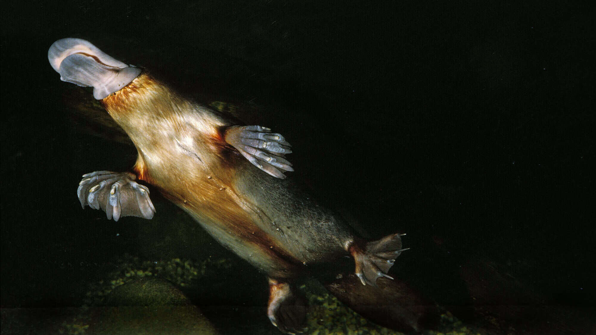 ORNITHORYNQUE ornithorhynchus anatinus
