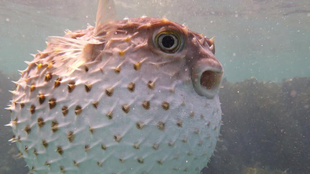 Pufferfish in sea underwater, marine life