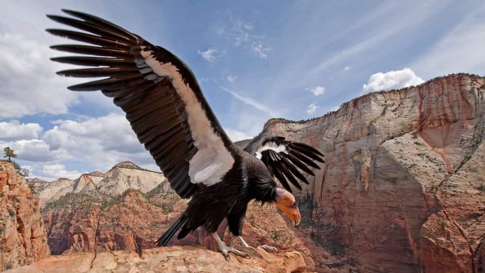 California condor in zion