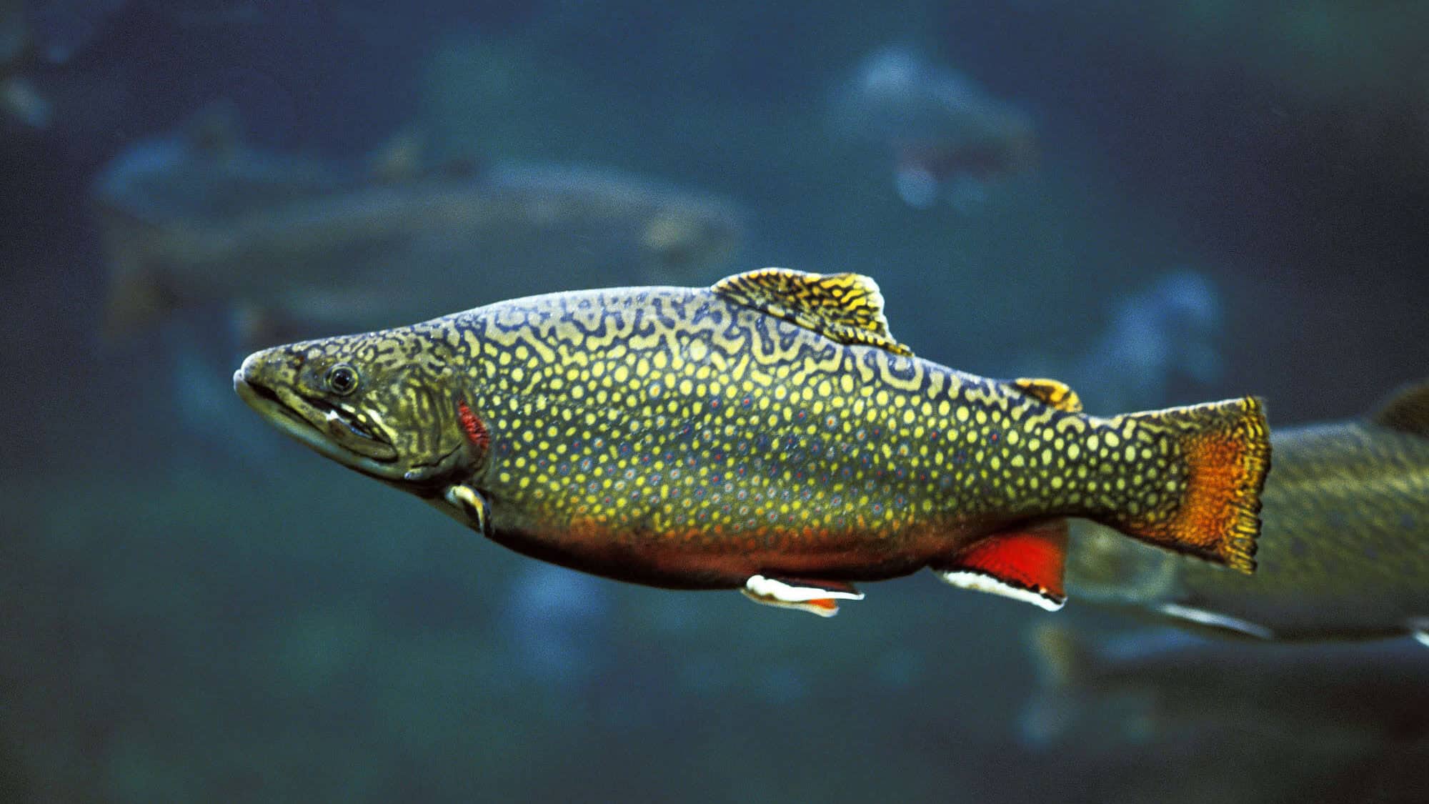 Brook Trout, salvelinus fontinalis, Adult.
