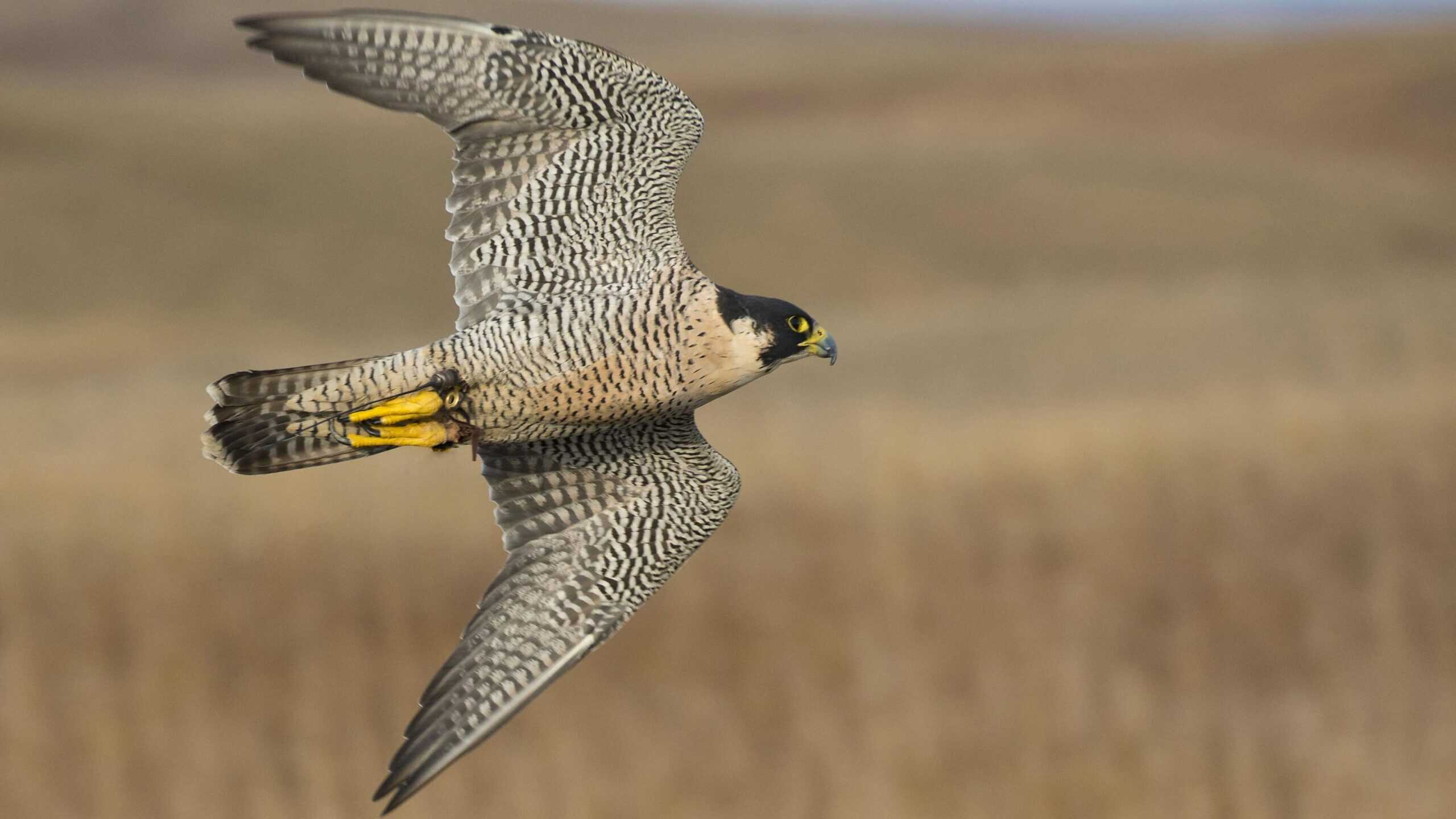 Peregrine Falcon soaring through the air.