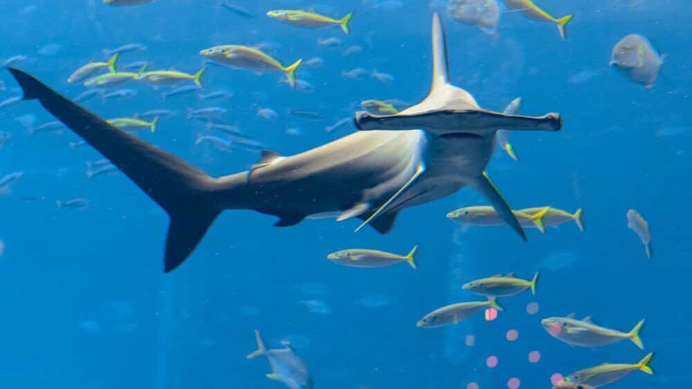 Hammerhead Shark