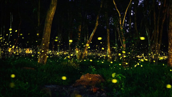 Best Time and Place to See Fireflies Light Up a Forest