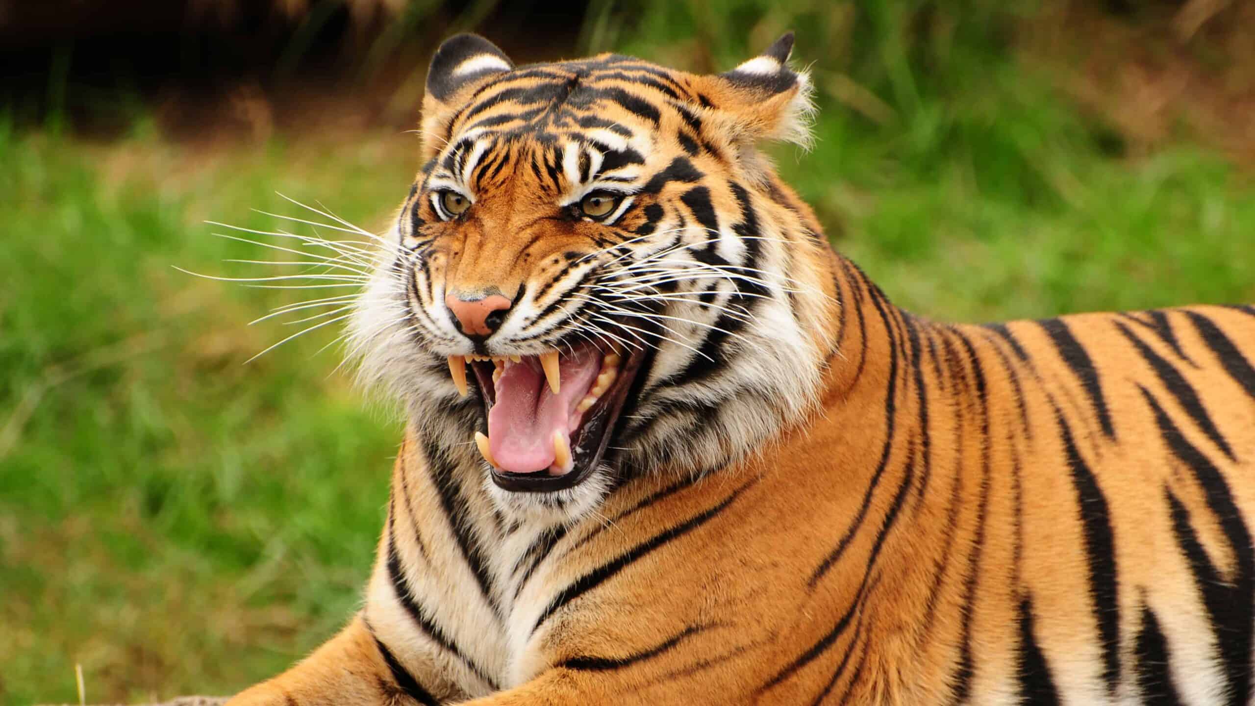 Sumatran Tiger
