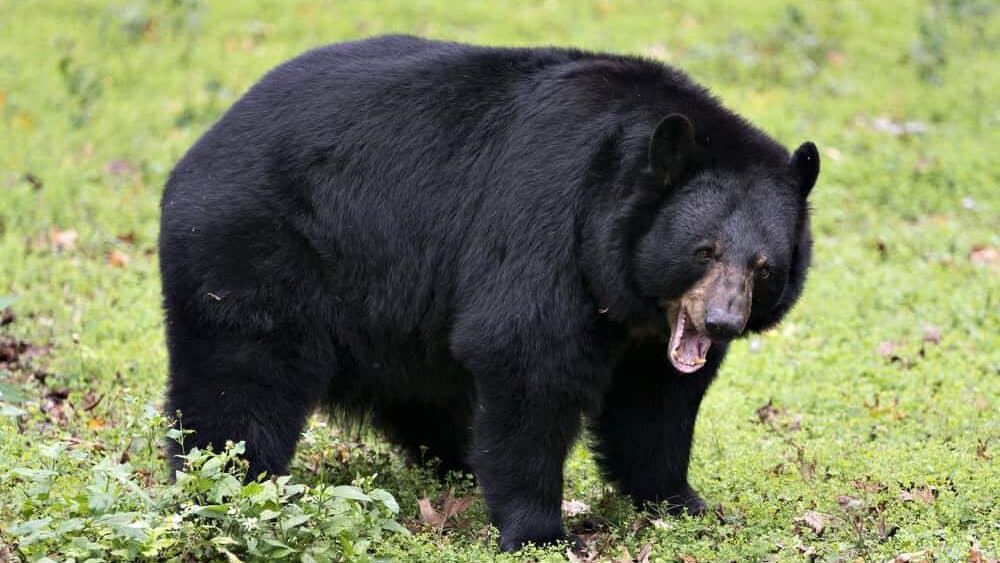 Black bear animal close-up profile view in the forest yawning