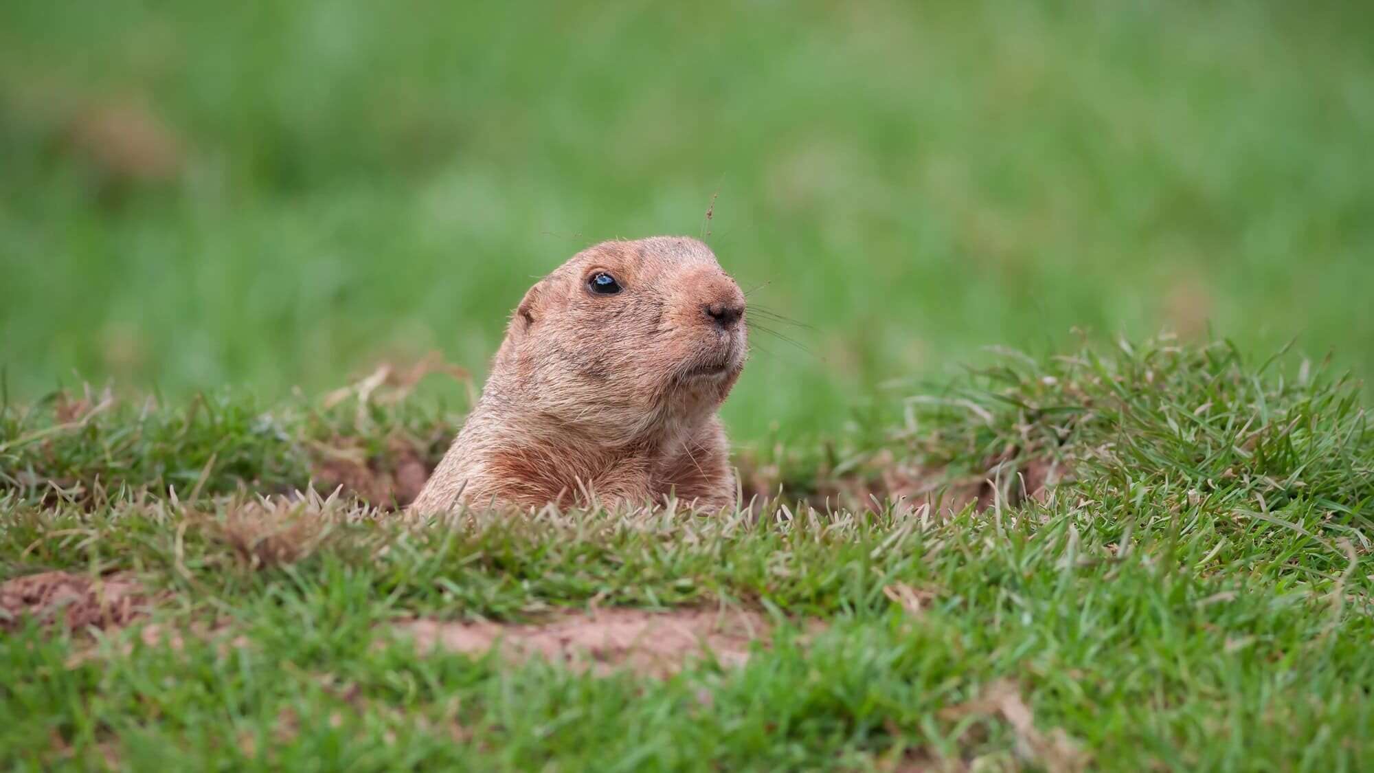 Groundhog