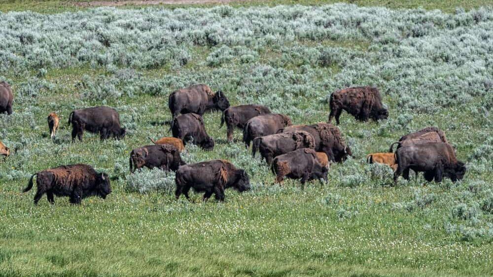 Grazing American Bison in Hayden Valley