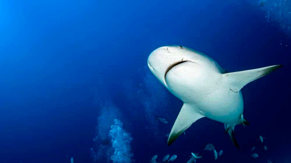 Bull shark while feeding in mexico in blue ocean