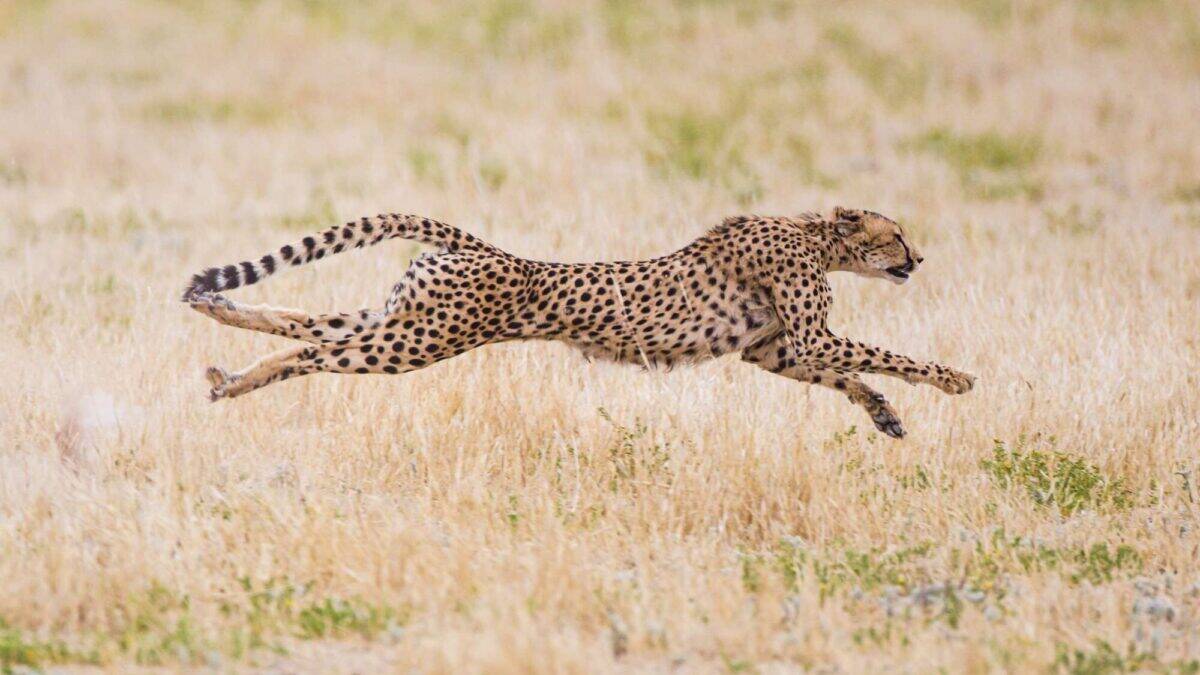 Cheetah hunting down prey. Wmarinovich/ Deposit Photos