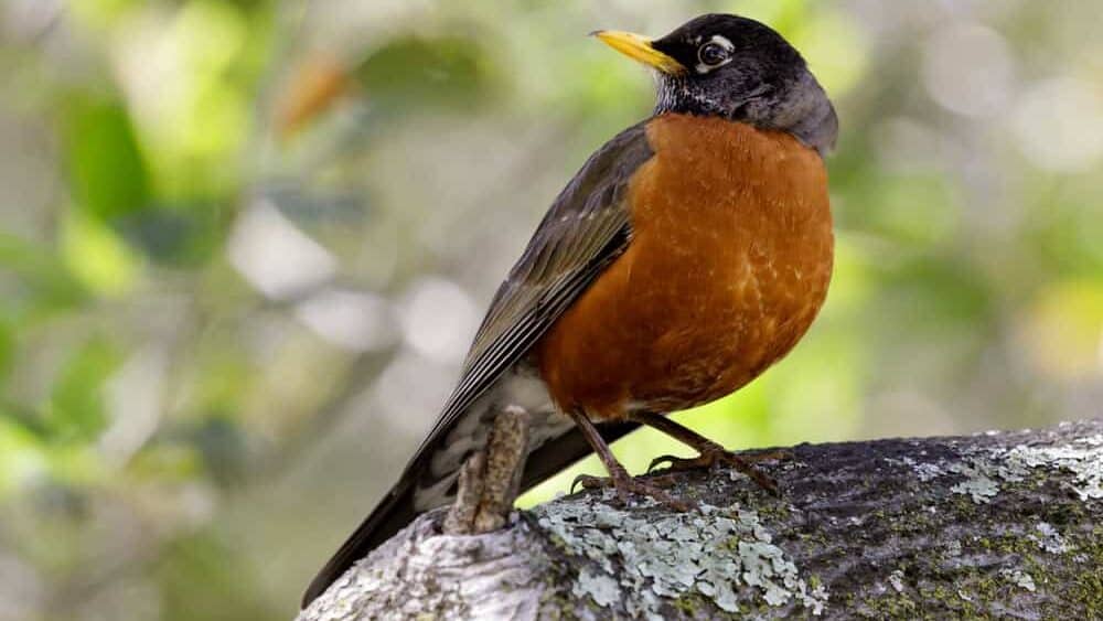 American Robin adult male perched on tree branch. Santa Clara County, California, USA.