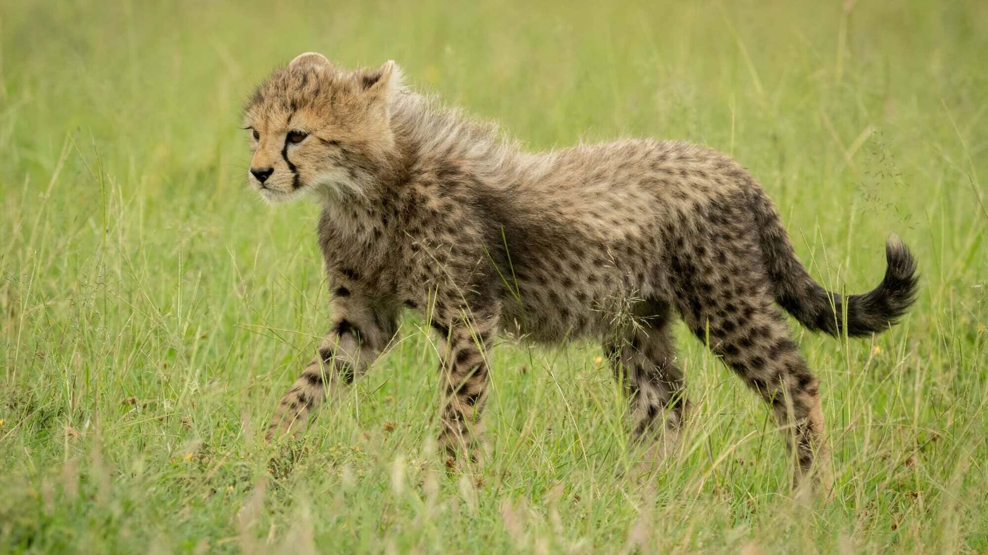 cheetah cub