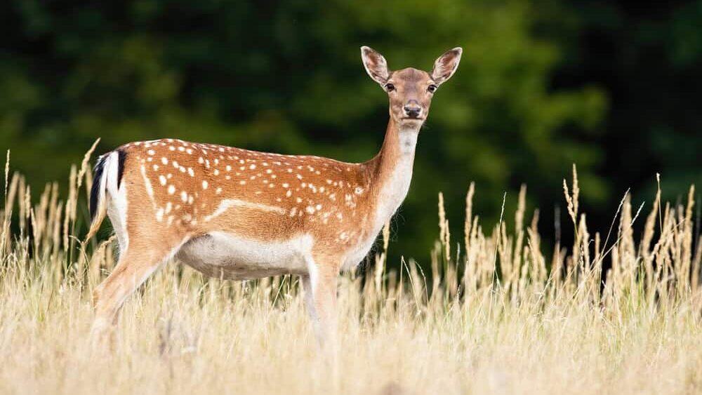 White-tailed Deer