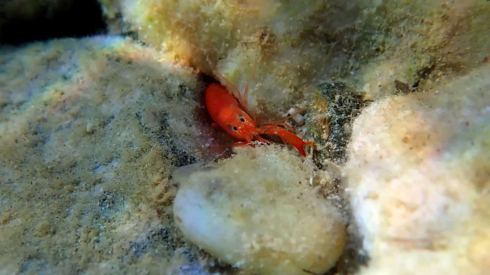 pistol shrimp
