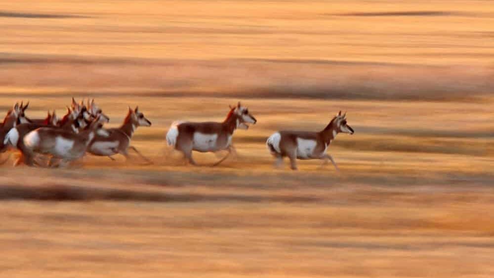 Pronghorn Antelope running through Saskatchewan field