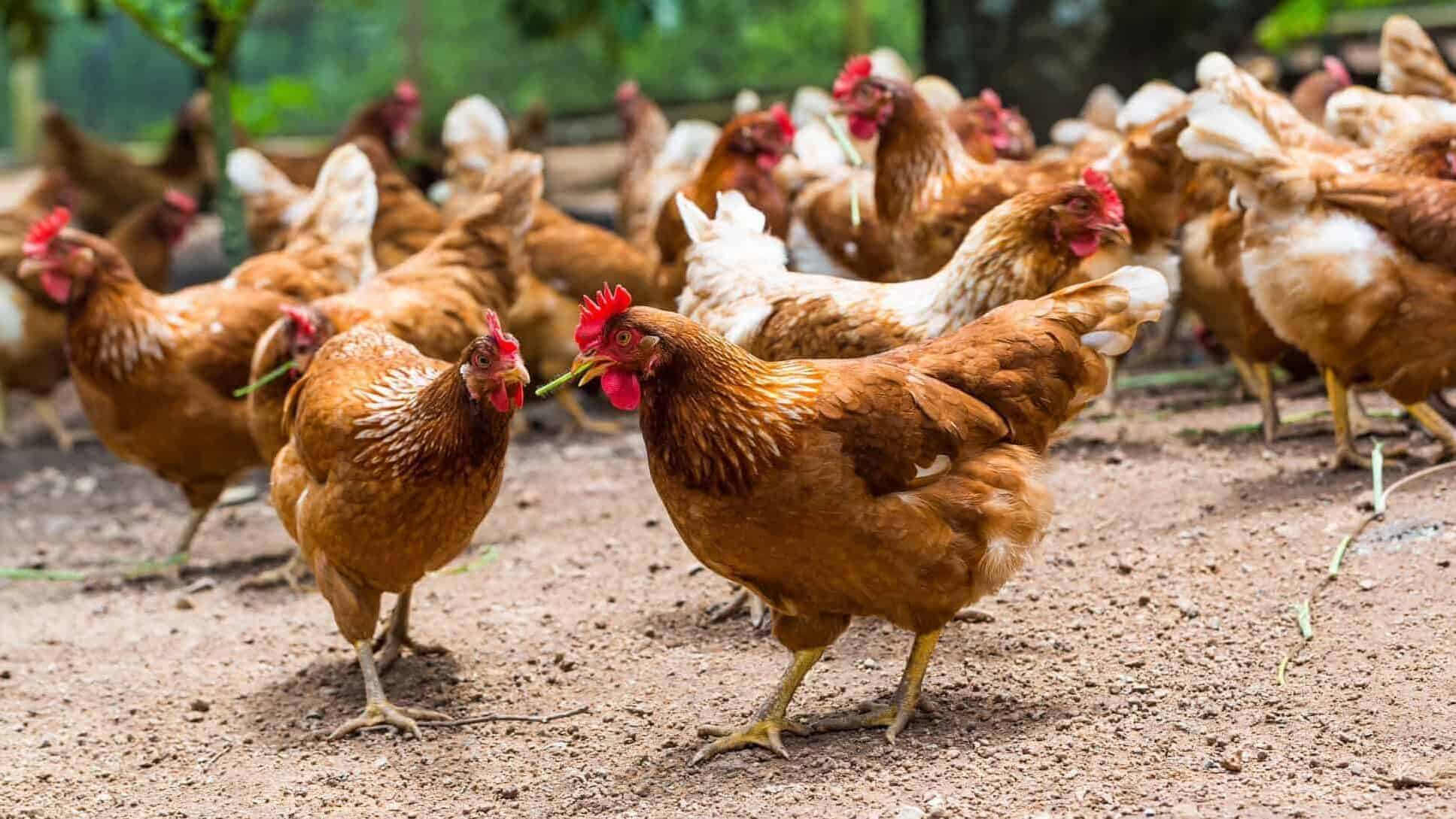 Chicken in field