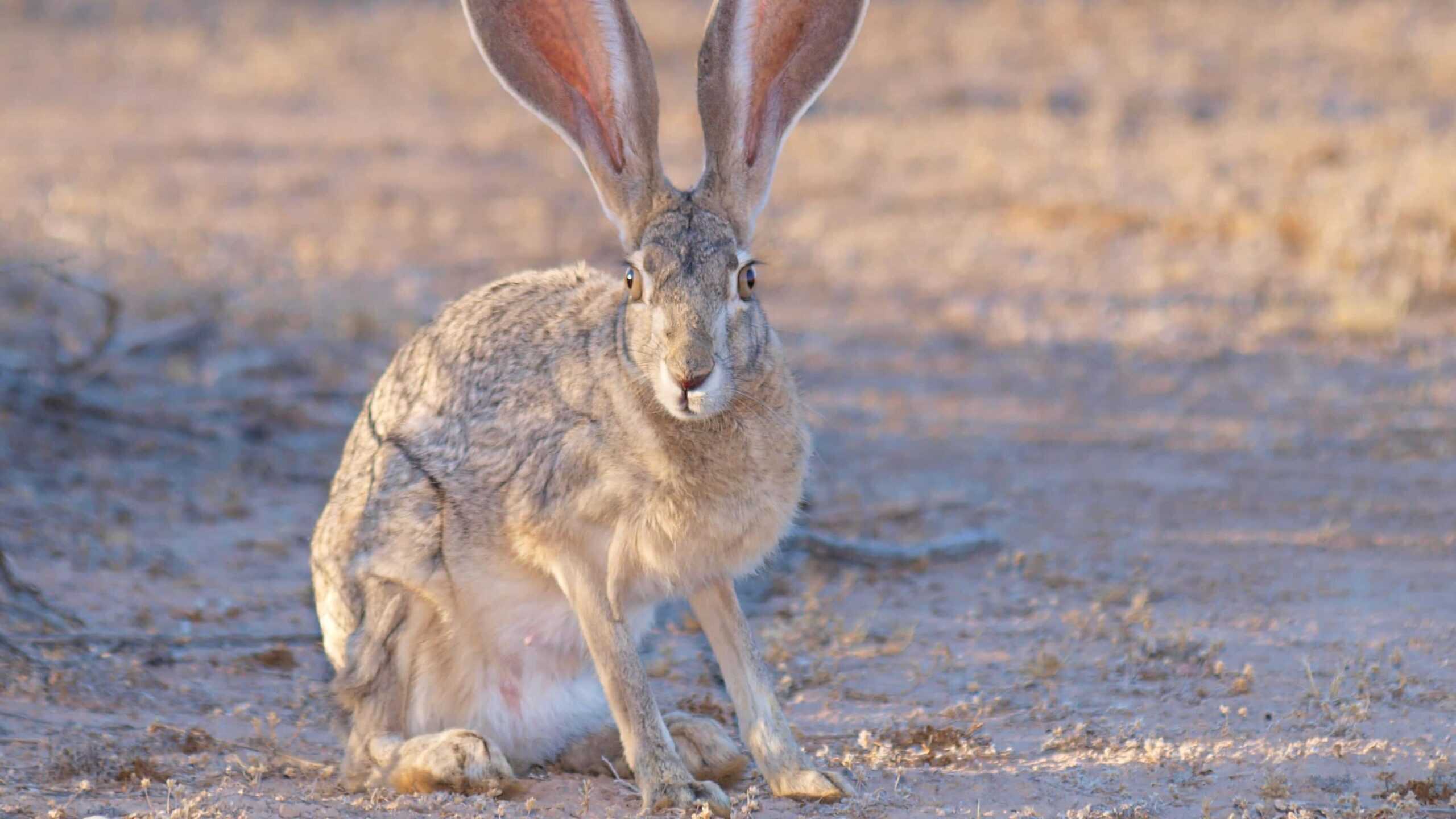 Rabbit