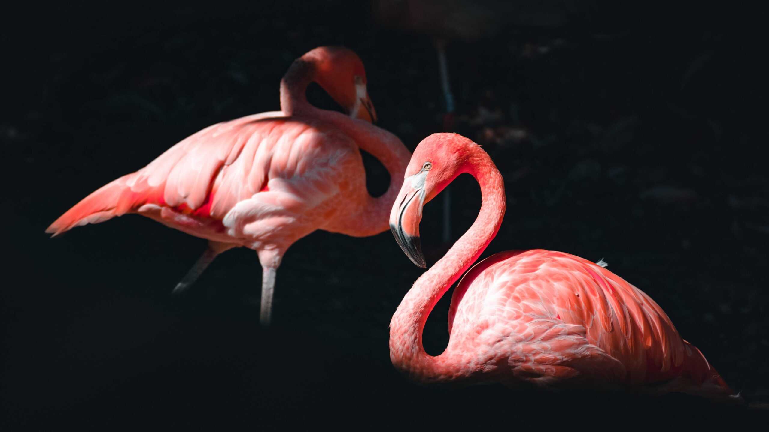A fantastic view on some lovely flamingos