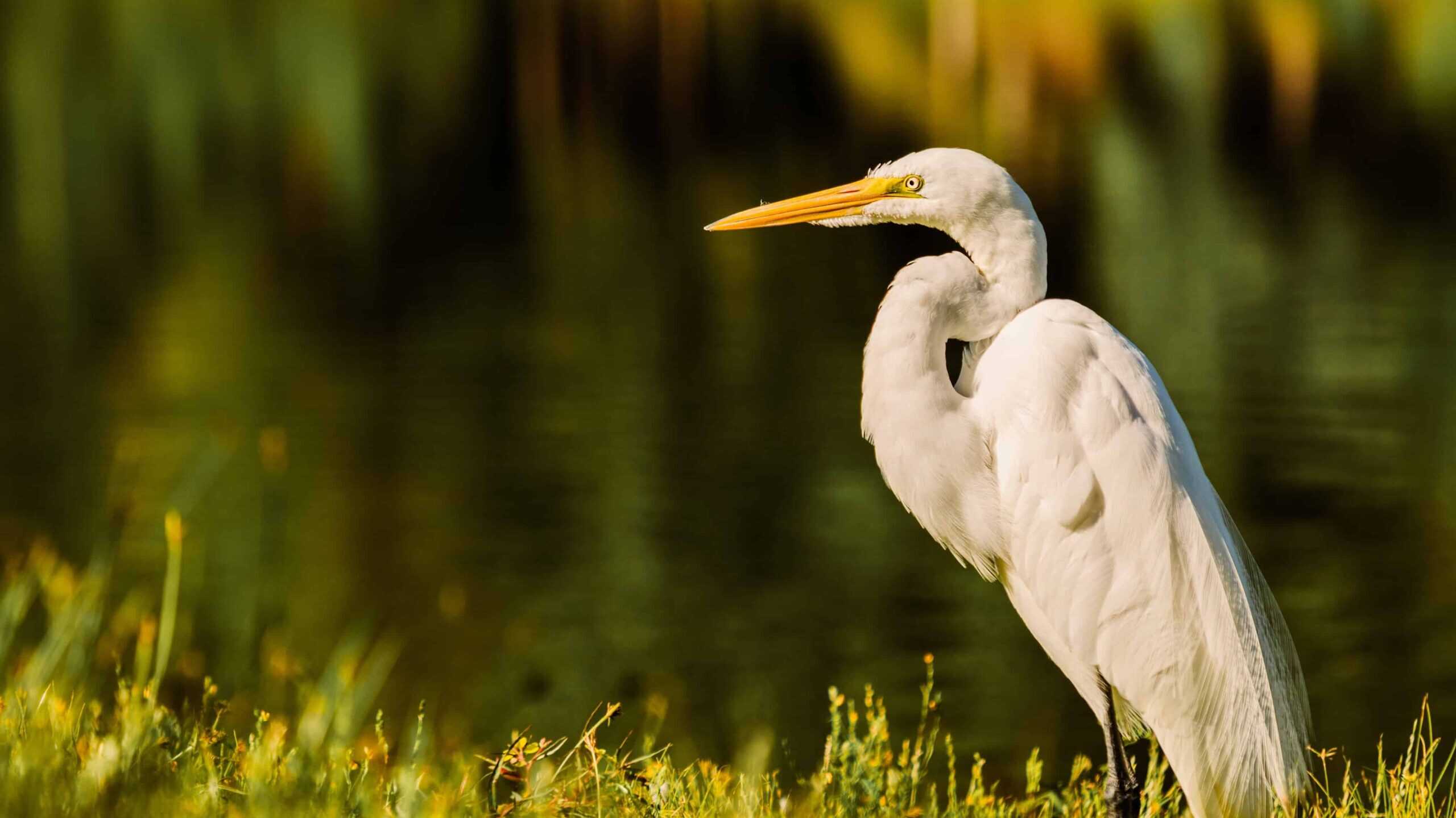 Egret