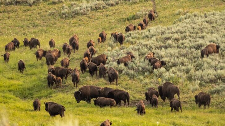 Bison Remains From the Ice Age Found Perfectly Preserved
