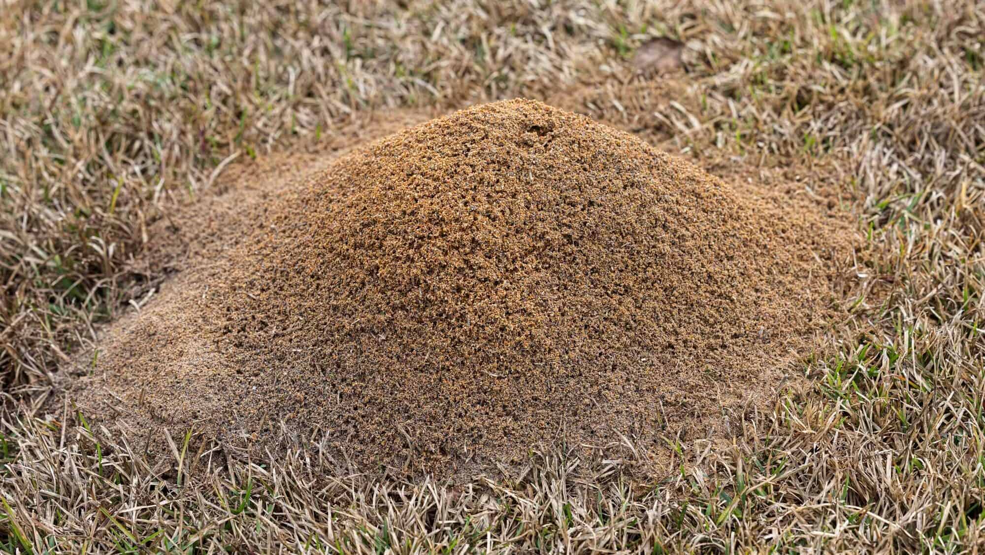fire ant mound