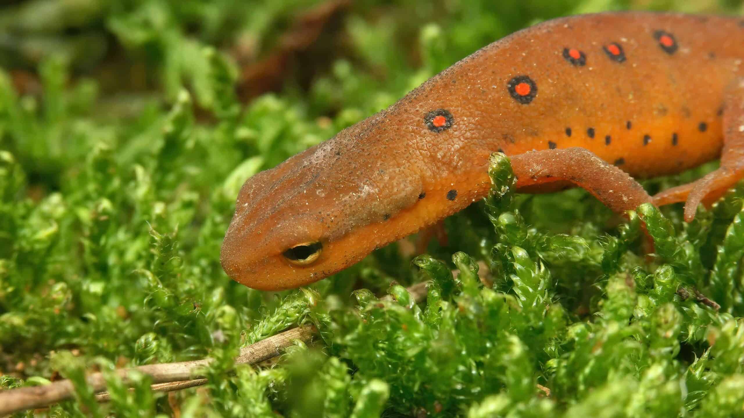 Closeup on a colorful but poisonous red eft of the Eastern or Broken-Striped Newt, Notophthalmus viridescens on moss.