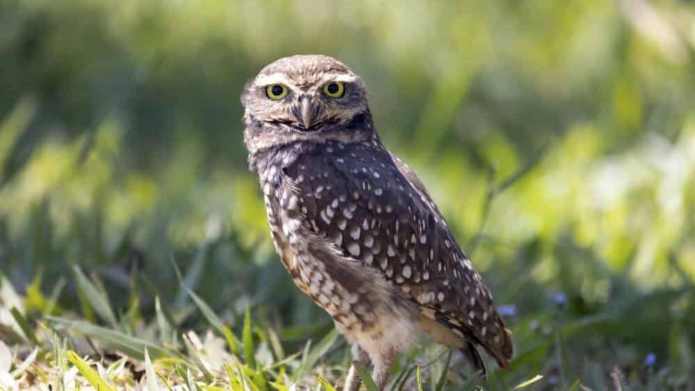 The Burrowing Owl or Luck owl perched on the ground beside its nest. Species Athene Cunicularia.