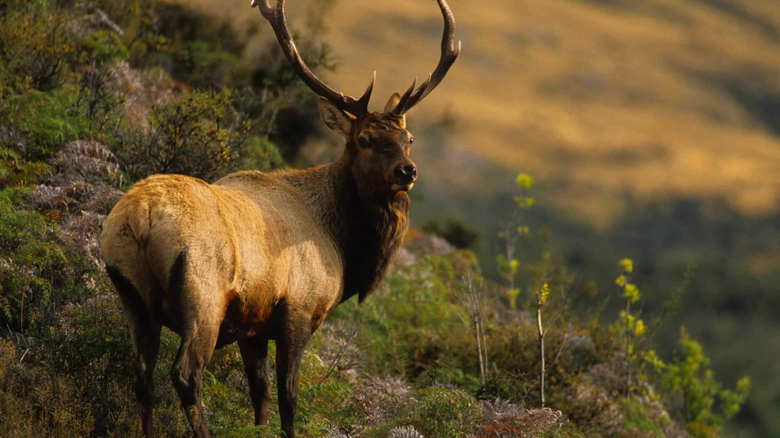 elk at night