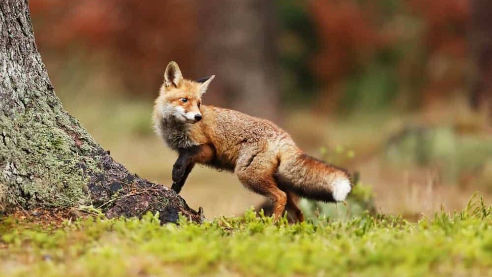 Red fox